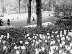 Spring in Central Park