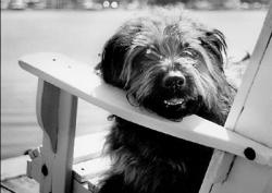 KIM LEVIN  &ldquo;Miss January,&rdquo; Morgan, was rescued from the MCSPCA shelter.