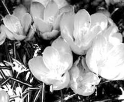 &ldquo;Crocus&rdquo; 