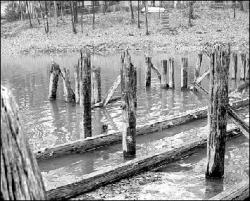 FARRAH MAFFAI   Wood pilings in Farrington Lake rise above the water line because of the recent drought. The pilings are usually covered with water, according to local fishermen.