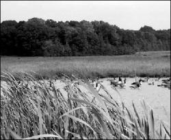 One of the scenes at the wetlands mitigation bank in Monroe.