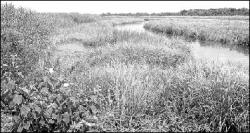 VERONICA YANKOWSKI The U.S. Army Corps of Engineers has presented plans to prevent future flooding along the South River, a marshy section of which is seen here.