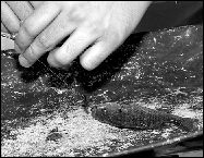 This little fish, caught during the South River Recreation Department&rsquo;s annual     fishing contest, weighed in at half an ounce.