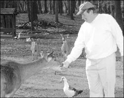 PHOTOS BY JERRY WOLKOWITZ  Two-year-old Julia Corbisiero of Monroe (above) feeds a deer through a fence at the zoo in Thompson Park. At left, Eugene Tonkery feeds one of the approximately 60 deer residing in the Game Haven at Thompson Park in Monroe.