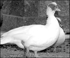 One of the resident ducks inside the Game Haven.