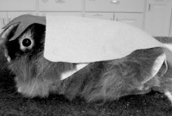 Proving you are what you eat, rabbit Bugs Pagano came as a carrot to the Monroe Animal Hospital's costume contest Saturday. Visit www.monroevet.net to see more photos and vote on the winner, which will be announced Nov. 10. 