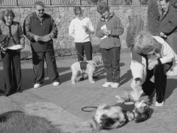 SCOTT FRIEDMAN Molly shows the judges her roll-over with the help of owner Beverly Kurts, Monroe, during the annual Pet Fest and Show at the Regency at Monroe Oct. 18. 