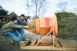 O Christmas Tree Roots Run Deep In N J Central Jersey Archives