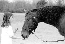 Mighty McVan is a 15-year-old gelding who is sound, healthy and easy to handle. He can pull a cart and is starting training under saddle. To inquire about adopting Mighty McVan or a horse like him, call the Standardbred Retirement Foundation at (732) 462-8773. 