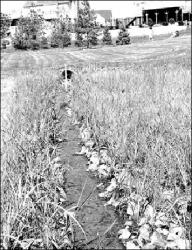 SARAH McCOLGAN  Marlboro resident Jo Goldberg believes water in a drainage area behind her home in the Highland Crest development may be a breeding ground for mosquitoes. The mayor says the developer built the drainage area according to specifications set forth by the state Department of Environmental Protection.